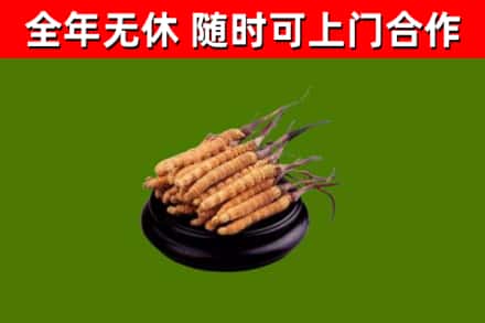 木兰烟酒回收冬虫夏草.jpg